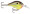 Rapala DT 06 - Hot Mustard